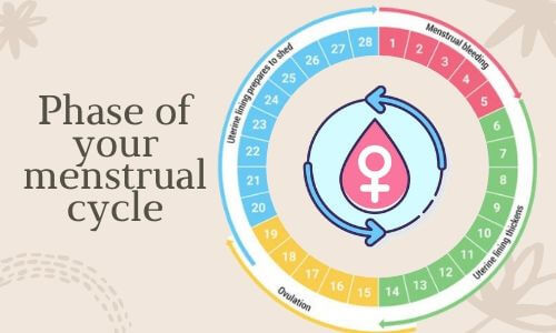 Phase of your menstrual cycle