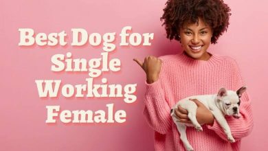 Photo of Best Dog for Single Working Female: Breeds for Women Living Alone