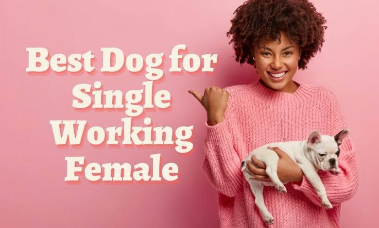 Best Dog for Single Working Female