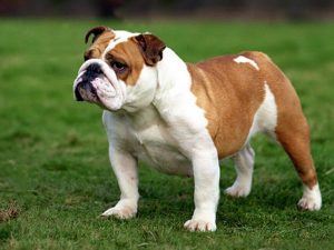 English Bulldog