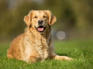 Golden Retriever