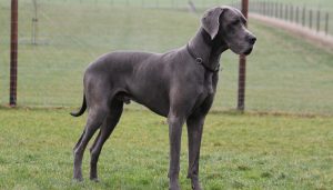 Great Dane