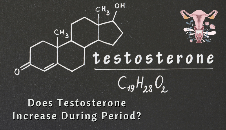 Does Testosterone Increase During Period